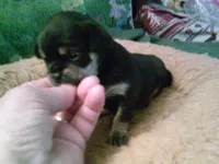 pekechi #4, a female Chihuahua and Pekingese for sale in Quaker City, OH – 4 of 5