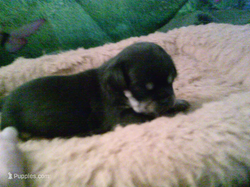 pekechi #4 – Chihuahua, Pekingese puppy for sale in Quaker City, OH