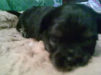 Pekechi #6, a female Chihuahua and Pekingese for sale in Quaker City, OH – 2 of 5