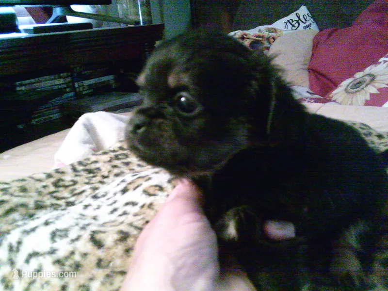 Pekechi #6 – Chihuahua, Pekingese puppy for sale in Quaker City, OH