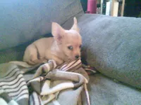 chi male #3, a male Chihuahua for sale in Quaker City, OH – 7 of 8