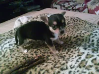 chi female #5, a female Chihuahua for sale in Quaker City, OH – 4 of 5