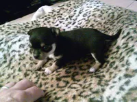 chi male #2, a male Chihuahua for sale in Quaker City, OH – 5 of 5