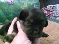 Pekechi #6, a female Chihuahua and Pekingese for sale in Quaker City, OH – 5 of 5