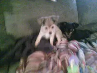 chi female #2, a female Chihuahua for sale in Quaker City, OH – 8 of 8