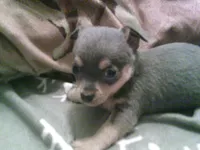 chi male #2, a male Chihuahua for sale in Quaker City, OH – 2 of 4