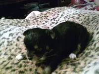 chi male #1, a male Chihuahua for sale in Quaker City, OH – 2 of 4