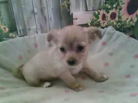 Lacys girl #3, a female Chihuahua for sale in Quaker City, OH – Photo 3 of 5