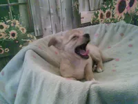 Lacys girl #3, a female Chihuahua for sale in Quaker City, OH – Photo 4 of 5