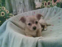 Lacys girl #3, a female Chihuahua for sale in Quaker City, OH – Photo 1 of 5