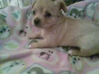 Lacys girl #3, a female Chihuahua for sale in Quaker City, OH – Photo 2 of 5