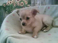 Lacys girl #3, a female Chihuahua for sale in Quaker City, OH – Photo 5 of 5