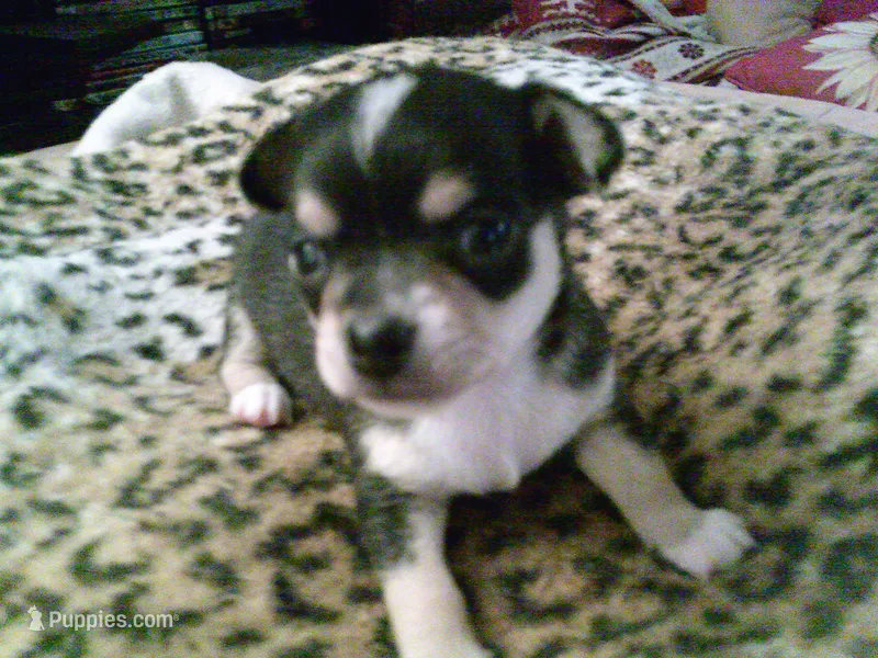 chi male #3 – Chihuahua puppy for sale in Quaker City, OH