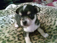 chi male #3, a male Chihuahua for sale in Quaker City, OH – 1 of 4