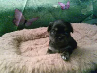 pekechi #1, a male Chihuahua and Pekingese for sale in Quaker City, OH – 4 of 5