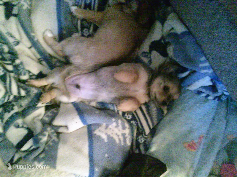 chi male #3 – Chihuahua puppy for sale in Quaker City, OH