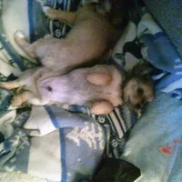 chi male #3, a male Chihuahua for sale in Quaker City, OH – Photo 1 of 6