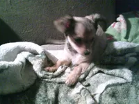 chi male #3, a male Chihuahua for sale in Quaker City, OH – Photo 6 of 6