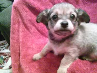 chi male #3, a male Chihuahua for sale in Quaker City, OH – Photo 4 of 5