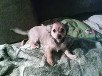 chi male #3, a male Chihuahua for sale in Quaker City, OH – Photo 3 of 6