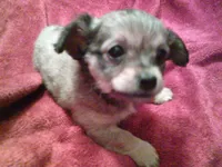 chi male #3, a male Chihuahua for sale in Quaker City, OH – Photo 1 of 5