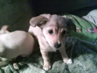 chi male #3, a male Chihuahua for sale in Quaker City, OH – Photo 4 of 6