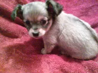 chi male #3, a male Chihuahua for sale in Quaker City, OH – Photo 2 of 5