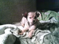 chi male #3, a male Chihuahua for sale in Quaker City, OH – Photo 5 of 6