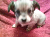 chi male #3, a male Chihuahua for sale in Quaker City, OH – Photo 5 of 5