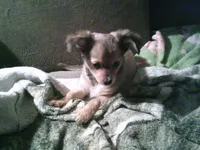 chi male #3, a male Chihuahua for sale in Quaker City, OH – Photo 2 of 6