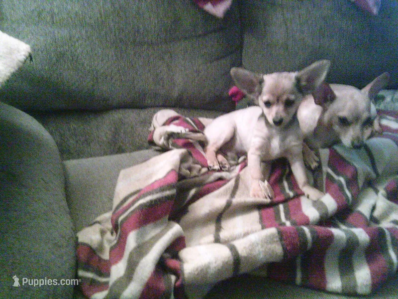 chi male #3 – Chihuahua puppy for sale in Quaker City, OH