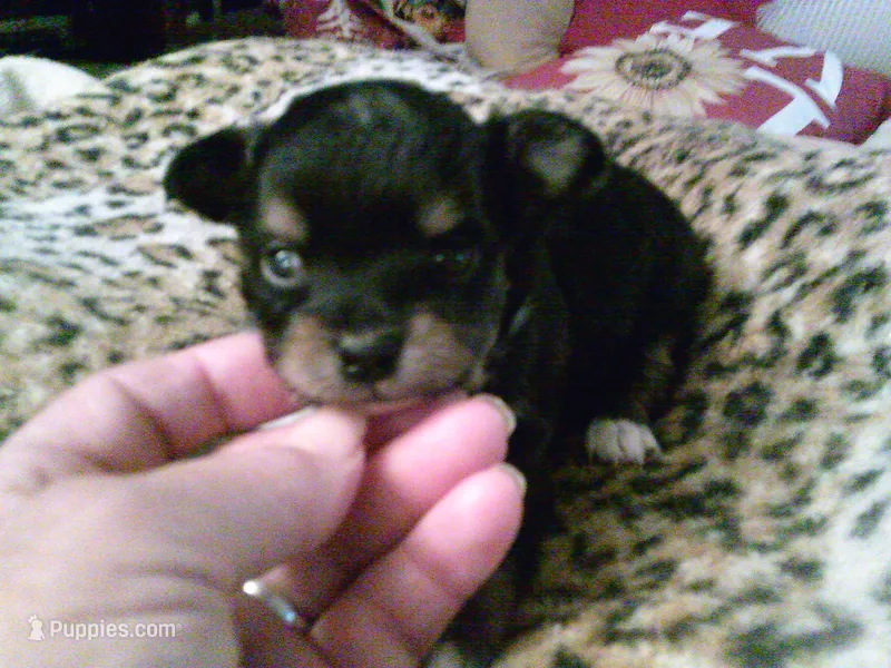 chi male #1 – Chihuahua puppy for sale in Quaker City, OH