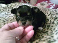 chi male #1, a male Chihuahua for sale in Quaker City, OH – 1 of 4