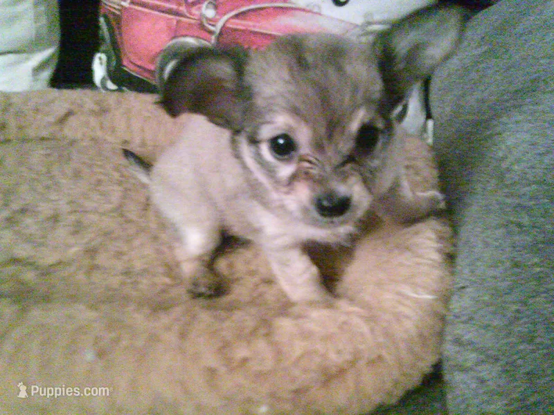 chi female #3 – Chihuahua puppy for sale in Quaker City, OH