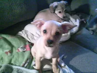 chi male #2, a male Chihuahua for sale in Quaker City, OH – Photo 1 of 8