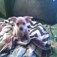 chi male #2, a male Chihuahua for sale in Quaker City, OH – Photo 8 of 8