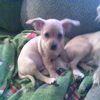 chi male #2, a male Chihuahua for sale in Quaker City, OH – Photo 2 of 8