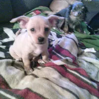 chi male #2, a male Chihuahua for sale in Quaker City, OH – Photo 5 of 8