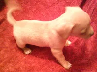 chi male #2, a male Chihuahua for sale in Quaker City, OH – Photo 3 of 5