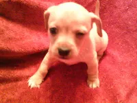 chi male #2, a male Chihuahua for sale in Quaker City, OH – Photo 5 of 5