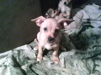 chi male #2, a male Chihuahua for sale in Quaker City, OH – Photo 6 of 8