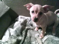 chi male #2, a male Chihuahua for sale in Quaker City, OH – Photo 3 of 8