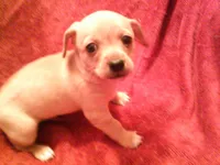 chi male #2, a male Chihuahua for sale in Quaker City, OH – Photo 4 of 5