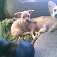 chi male #2, a male Chihuahua for sale in Quaker City, OH – Photo 7 of 8