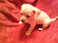 chi male #2, a male Chihuahua for sale in Quaker City, OH – Photo 2 of 5