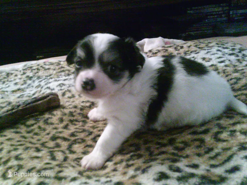 chi male #4 – Chihuahua puppy for sale in Quaker City, OH