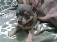 chi male #2, a male Chihuahua for sale in Quaker City, OH – 3 of 4