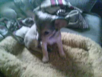 chi female #3, a female Chihuahua for sale in Quaker City, OH – 3 of 7
