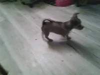 chi female #3, a female Chihuahua for sale in Quaker City, OH – 7 of 7
