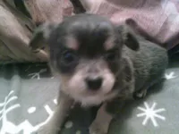 chi male #1, a male Chihuahua for sale in Quaker City, OH – 2 of 4